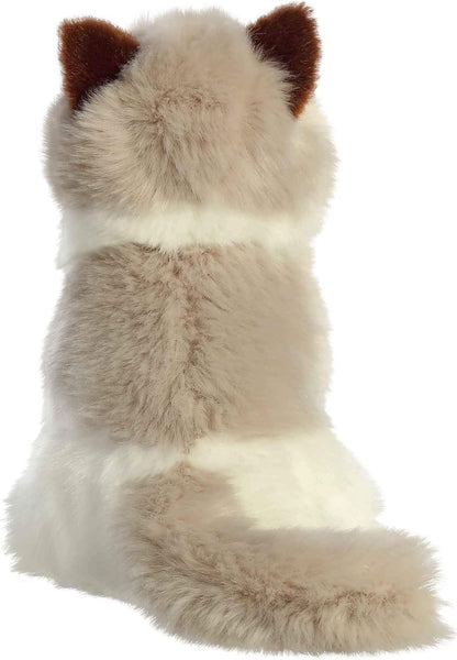 GATO OJOS AZULES
